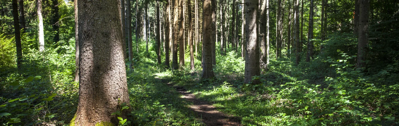 Brocéliande Bretagne hébergement insolite